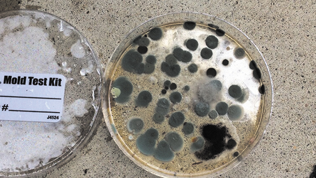 2017-06-22-mold