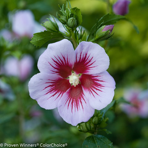 orchid_satin_hibiscus-1