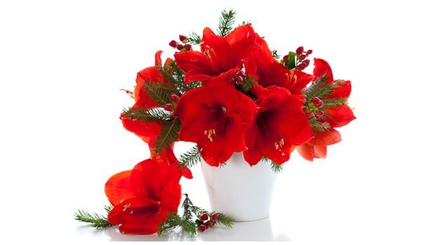 2023-12-06-amaryllis