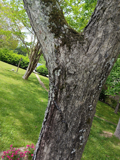 snake climbing tree