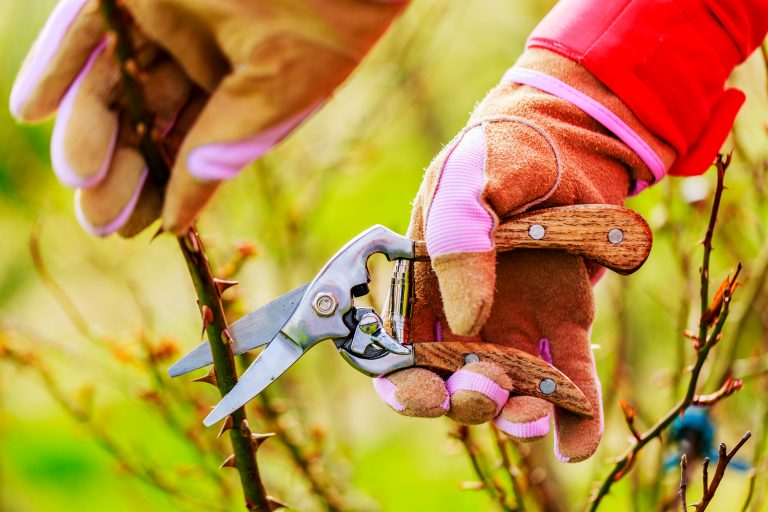 Spring pruning roses