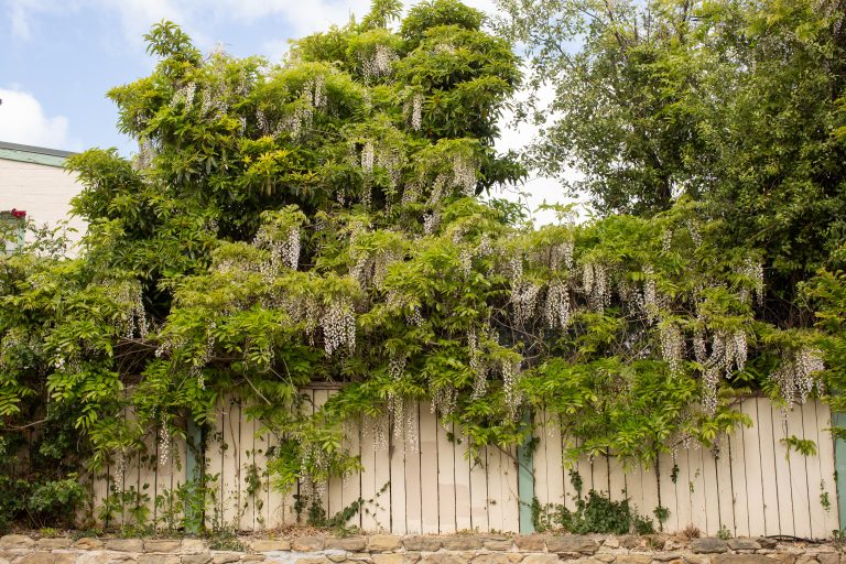 Large wisteria vine with white flowers
