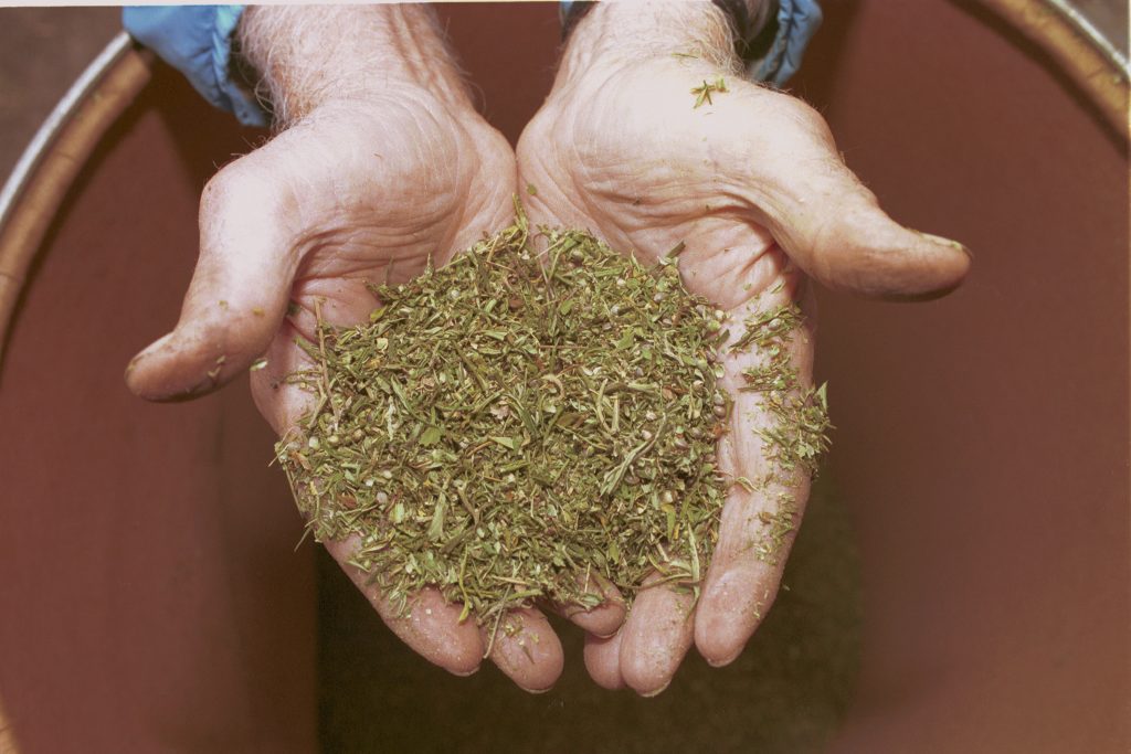 Cannabis